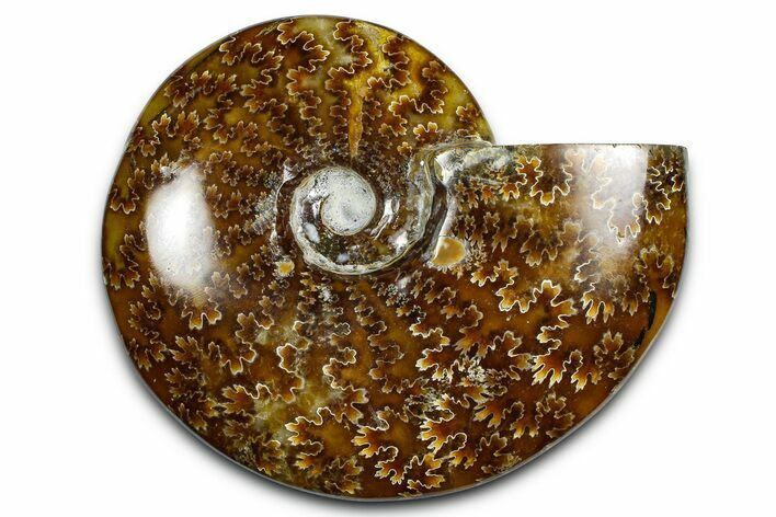 Polished Ammonite (Cleoniceras) Fossil - Madagascar #369631